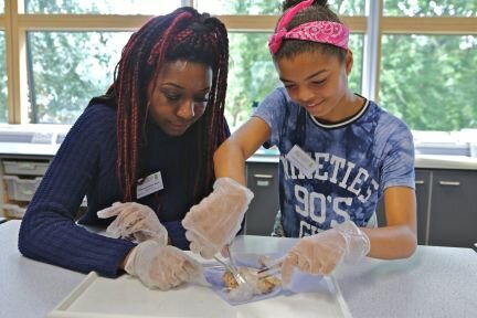 2433-dissecting sheeps brains 2.jpg